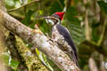 Lineated Woodpecker Dryocopus lineatus fuscipennis 