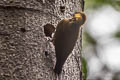 Lita Woodpecker Piculus litae
