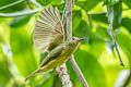 Ochre-bellied Flycatcher Mionectes oleagineus pacificus 