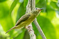 Ochre-bellied Flycatcher Mionectes oleagineus pacificus 