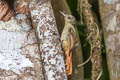 Olivaceous Woodcreeper Sittasomus griseicapillus aequatorialis 