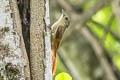 Olivaceous Woodcreeper Sittasomus griseicapillus aequatorialis 