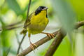 Olive-crowned Yellowhroat Geothlypis semiflava semiflava