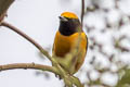 Orange-crowned Euphonia Euphonia saturata