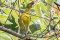 Orange-crowned Euphonia Euphonia saturata