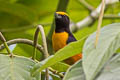 Orange-crowned Euphonia Euphonia saturata