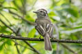 Pacific Elaenia Myiopagis subplacens