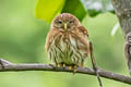 Pacific Pygmy Owl Glaucidium peruanum