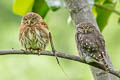 Pacific Pygmy Owl Glaucidium peruanum