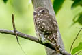 Pacific Pygmy Owl Glaucidium peruanum