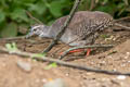 Pale-browed Tinamou Crypturellus transfasciatus