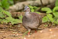 Pale-browed Tinamou Crypturellus transfasciatus