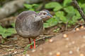 Pale-browed Tinamou Crypturellus transfasciatus