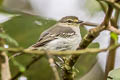 Peruvian Tyrannulet Zimmerius viridiflavus