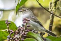 Peruvian Tyrannulet Zimmerius viridiflavus