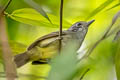 Plain Antvireo Dysithamnus mentalis napensis 