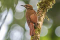 Plain-brown Woodcreeper Dendrocincla fuliginosa ridgwayi 