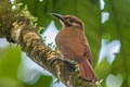 Plain-brown Woodcreeper Dendrocincla fuliginosa ridgwayi 