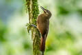 Plain-brown Woodcreeper Dendrocincla fuliginosa ridgwayi 