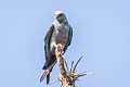 Plumbeous Kite Ictinia plumbea