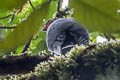 Plumbeous Forest Falcon Micrastur plumbeus