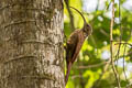 Red-billed Scythebill Campylorhamphus trochilirostris thoracicus