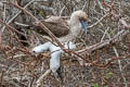 Red-footed Booby Sula sula websteri