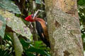 Red-necked Woodpecker Campephilus rubricollis rubricollis