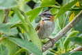 Rufous-collared Sparrow Zonotrichia capensis costaricensis 