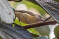 Rufous-naped Greenlet Pachysylvia semibrunnea