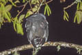 San Isidro Owl Strix sp. nov.