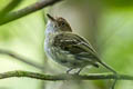 Black-capped Pygmy Tyrant Myiornis atricapillus