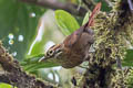 Scaly-throated Foliage-gleaner Anabacerthia variegaticeps temporalis