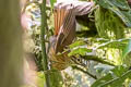 Scaly-throated Foliage-gleaner Anabacerthia variegaticeps temporalis