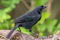 Scrub Blackbird Dives warczewiczi warczewiczi