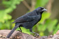 Scrub Blackbird Dives warczewiczi warczewiczi