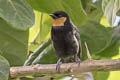 Silver-backed Tanager Stilpnia viridicollis fulvigula