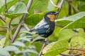 Silver-backed Tanager Stilpnia viridicollis fulvigula