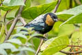 Silver-backed Tanager Stilpnia viridicollis fulvigula