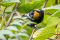 Silver-backed Tanager Stilpnia viridicollis fulvigula