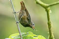 Slaty Antwren Myrmotherula schisticolor schisticolor