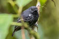 Slaty Antwren Myrmotherula schisticolor schisticolor