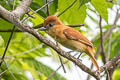 Slaty Becard Pachyramphus spodiurus