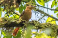 Slaty-winged Foliage-gleaner Neophilydor fuscipenne erythronotum