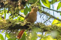 Slaty-winged Foliage-gleaner Neophilydor fuscipenne erythronotum