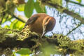 Slaty-winged Foliage-gleaner Neophilydor fuscipenne erythronotum