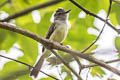 Sooty-crowned Flycatcher Myiarchus phaeocephalus phaeocephalus