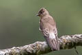 Southern Rough-winged Swallow Stelgidopteryx ruficollis uropygialis