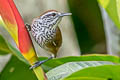 Speckle-breasted Wren Pheugopedius sclateri paucimaculatus