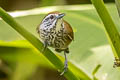 Speckle-breasted Wren Pheugopedius sclateri paucimaculatus